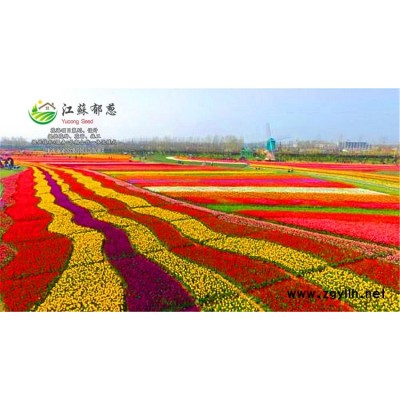 十大功勞種子種植技術方法...免費試鐘