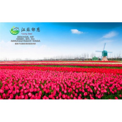 勛章菊種子一般多少錢一斤...高發芽率