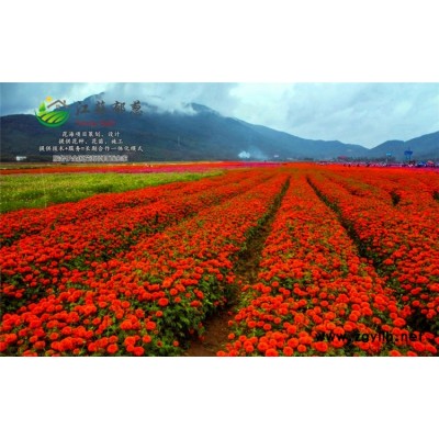 紅花槐種子一般多少錢一斤...認證企業