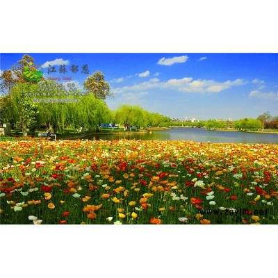 白樺種子種植技術方法...高發芽率