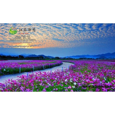 鳳凰木種子哪里有賣(mài)的...免費(fèi)試鐘