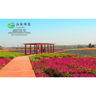 向日葵種子哪里有賣的...免費試鐘