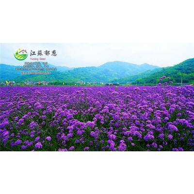 柳穿魚(yú)種子一般多少錢一斤...認(rèn)證企業(yè)