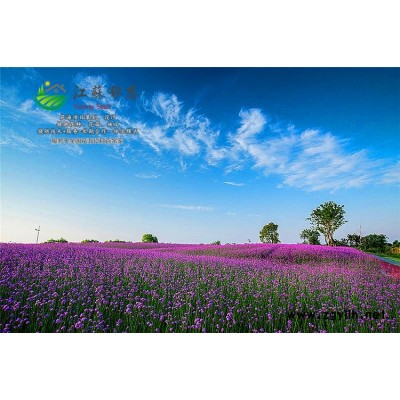 敗醬草種子種植技術(shù)方法...高發(fā)芽率