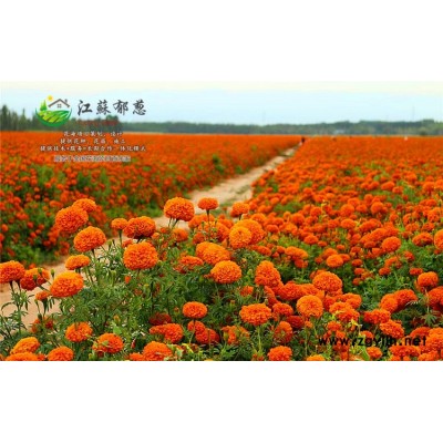紫藤種子一般多少錢一斤...高發(fā)芽率