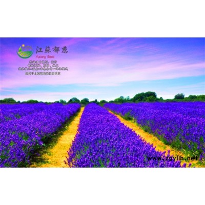 工程草花種子哪里有賣的...高發(fā)芽率