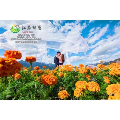 觀賞茄子種子價格...高發(fā)芽率