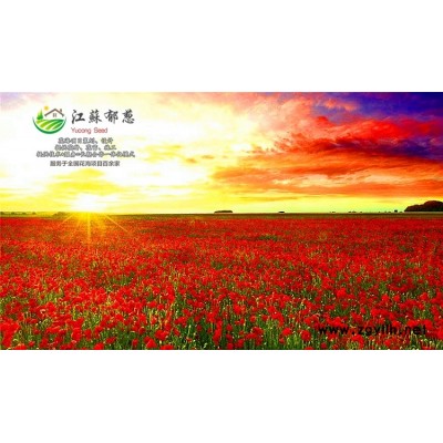 包頭菜種子價格...認證企業