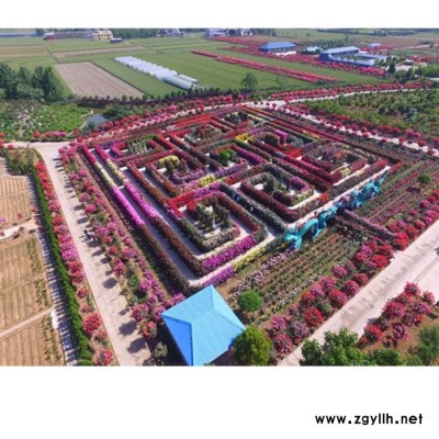 月季基地 河南20公分樹狀月季零售價(jià)格