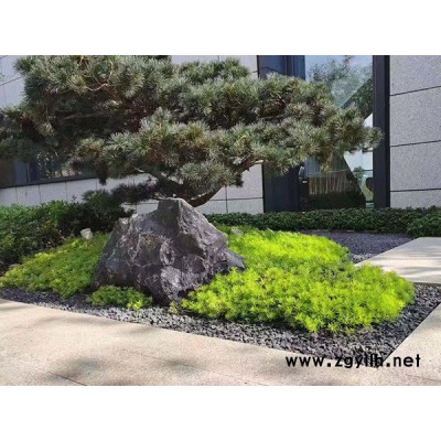 金葉佛甲草報(bào)價(jià)-韻可園林-威海金葉佛甲草