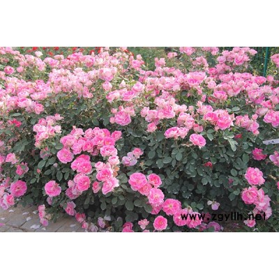 哪里有豐花月季多少錢-豐花月季多少錢-南陽月季基地月季品種