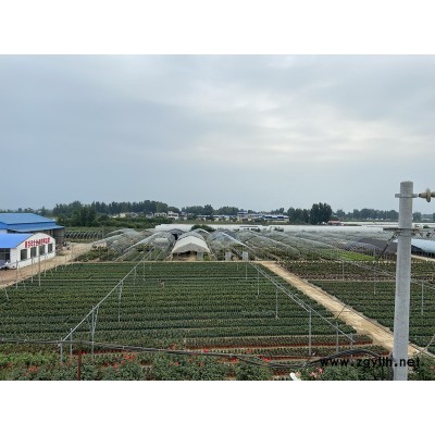 祼根苗月季基地(圖)-盆花月季多少錢1棵-盟盆花月季