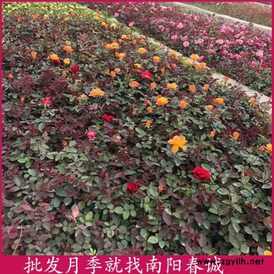 南陽月季-南陽春誠月季基地直銷-南陽月季出售