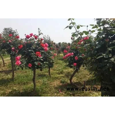 樹狀月季移栽-山林月季-樹狀月季