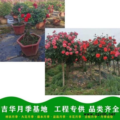 威海盆栽月季基地-吉華月季小苗價格-迷你盆栽月季基地
