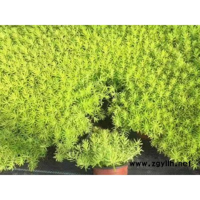 韻可園林(圖)-金葉佛甲草報(bào)價(jià)-棗莊金葉佛甲草