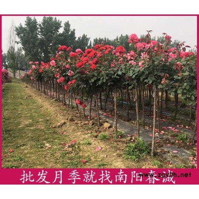 大花樹狀月季樹多少錢一棵-南陽春誠月季基地直銷