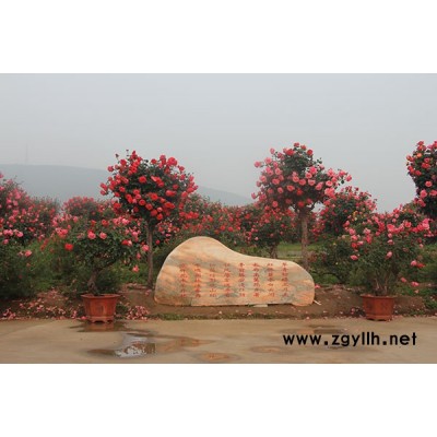 蘇州樹形月季-月季基地供應(yīng)月季樹-河南樹形月季價(jià)格表
