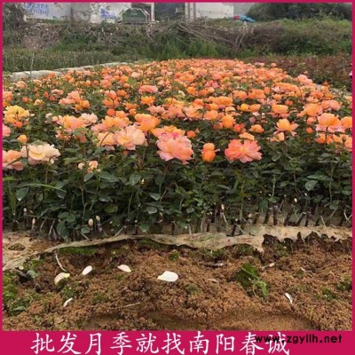 樹狀月季種苗多少錢一棵-春誠月季3到10公分-樹狀月季種苗