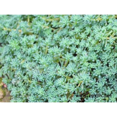 中華景天綠化苗種植基地-中華景天綠化苗-韻可園林(查看)