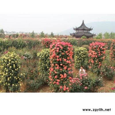 5公分盆花月季根 出口盆花月季公司 月季基地