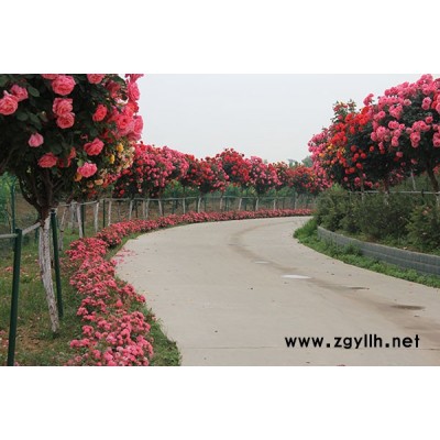 漯河樹形月季花-20公分樹形月季花-月季基地(推薦商家)