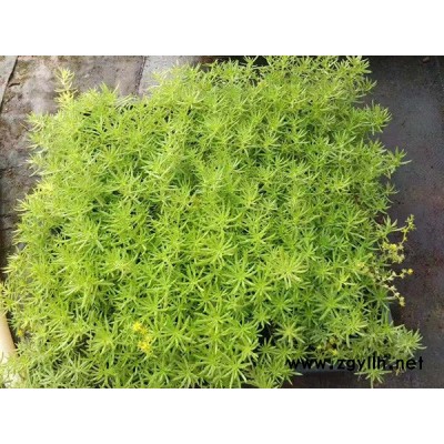 金葉佛甲草綠化苗-韻可園林-金葉佛甲草綠化苗價格
