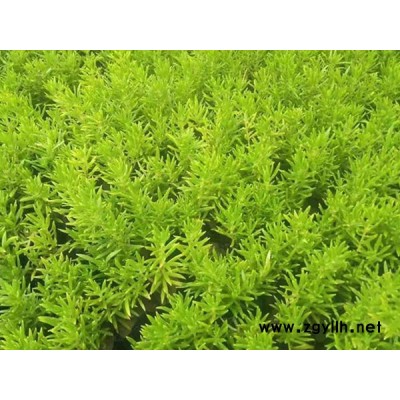 韻可園林(圖)-金葉佛甲草訂購價-金葉佛甲草