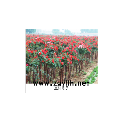 淮北樹狀月季-5公分樹狀月季多少錢-山林月季(推薦商家)