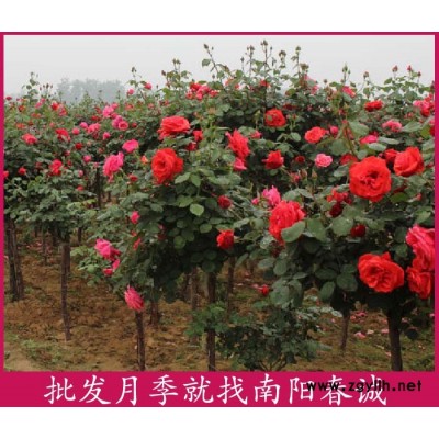 各種花色高桿月季樹基地-各種花色高桿月季樹-春誠月季基地供應(yīng)