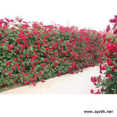 河南切花月季樹基地 基地供應(yīng)切花月季樹批發(fā) 月季基地