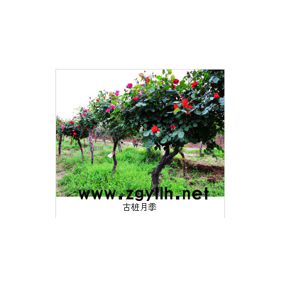 山林月季樹狀月季(圖)-六公分樹狀月季種植-延邊樹狀月季
