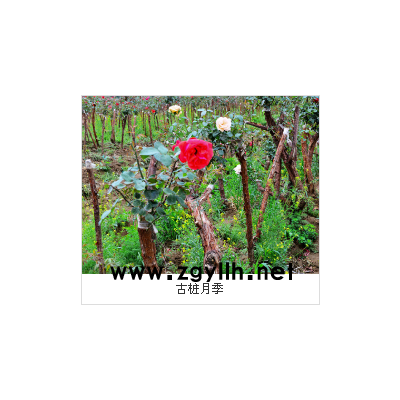 淮南樹狀月季-山林月季品種-樹狀月季多少錢一棵