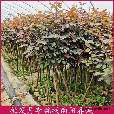 豐花棒棒糖月季樹價格-豐花棒棒糖月季樹-南陽春誠月季基地直銷