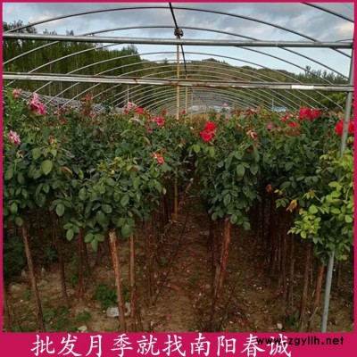 南陽春誠樹狀月季(圖)-精品盆栽月季批發(fā)-精品盆栽月季