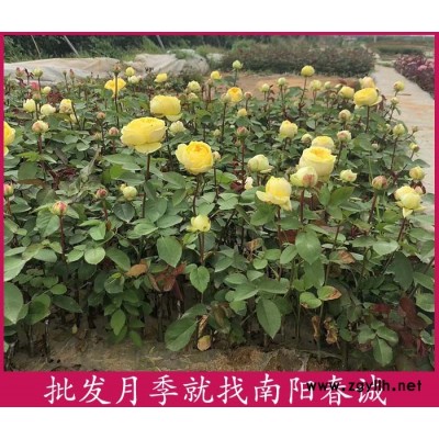 玫瑰盆栽月季多少錢一棵-玫瑰盆栽月季-春誠月季現選現挖