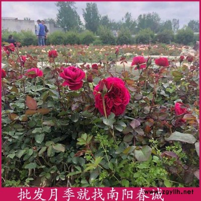 石橋月季-春誠現(xiàn)挖現(xiàn)賣-石橋月季供應