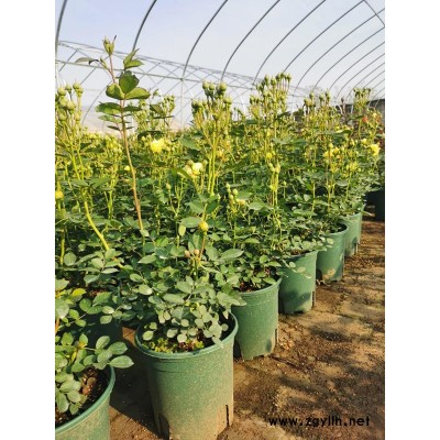 南陽月季基地月季品種(圖)-哪里有月季樹花-淮南月季樹花