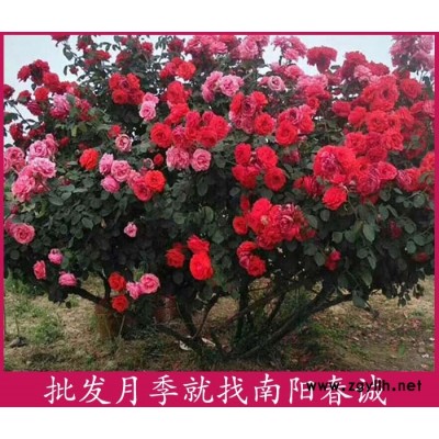 南陽春誠月季之鄉(xiāng)(圖)-高桿月季樹價格-高桿月季樹