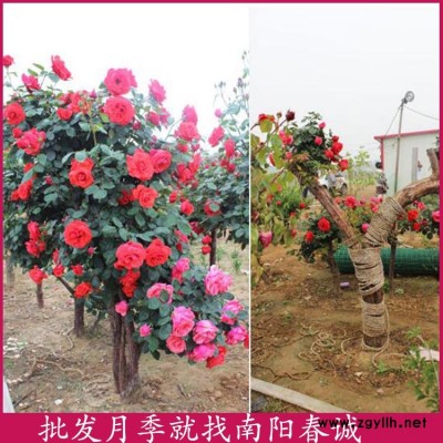 5公分古樁月季基地-5公分古樁月季-春誠月季3到10公分