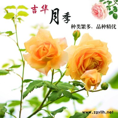 粉色樹狀月季價格-吉華月季造型多樣-萊蕪樹狀月季價格