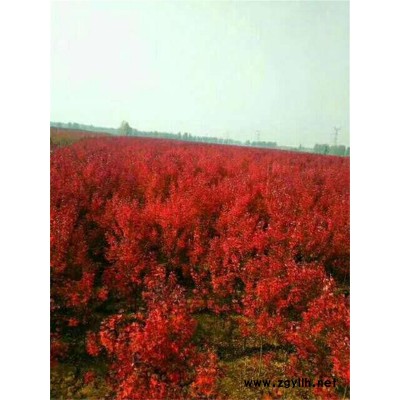 美國紅點紅楓種植產(chǎn)地-美國紅點紅楓-韻可園林(查看)