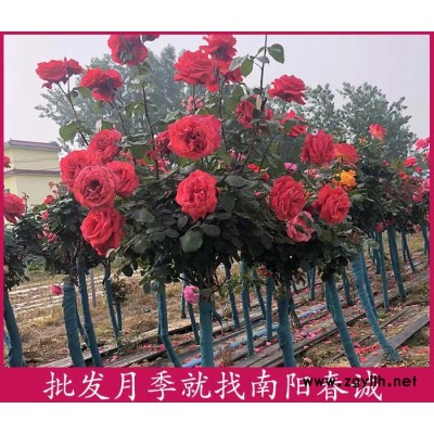 2公分樹狀月季樹多少錢一棵-2公分樹狀月季樹-春誠現(xiàn)挖現(xiàn)賣