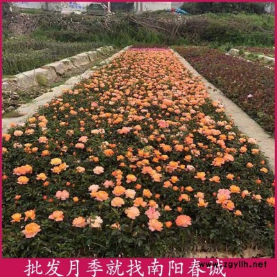 南陽春誠樹狀月季(圖)-高桿月季種苗多少錢一棵-高桿月季種苗