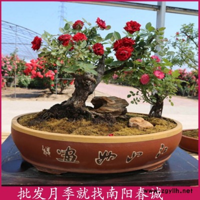 盆栽月季-盆栽月季多少錢一棵-春誠月季(推薦商家)