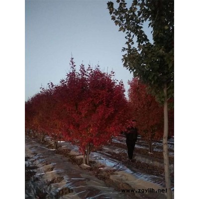 美國紅點紅楓報價-韻可園林-美國紅點紅楓