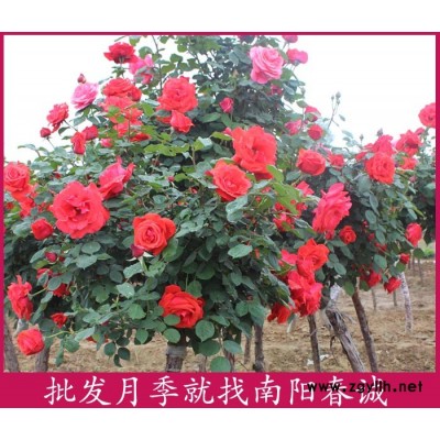 玫瑰高桿月季樹-春誠現挖現賣-玫瑰高桿月季樹價格