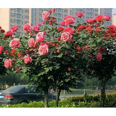 古樁月季樹-晉中古樁月季-山林月季種植