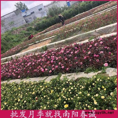 各種花色月季種苗基地-春誠月季(在線咨詢)-各種花色月季種苗