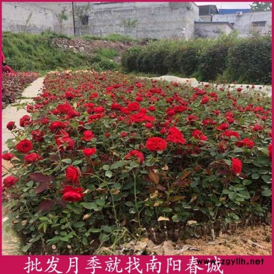 盆栽月季扦插苗-春誠現(xiàn)挖現(xiàn)賣-盆栽月季扦插苗出售